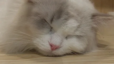 It's fun when a pet cat wants to sleep. Stock Footage 129000107