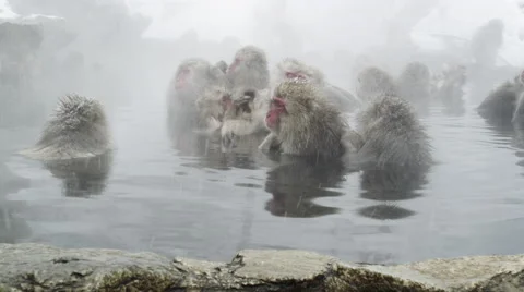 Its grooming time in the hot bath Stock Footage 64526551