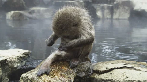 Its grooming time in the hot bath Video stock 64527434