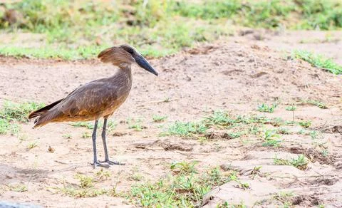 It's hammer time. Hammerkop foraging for food Stock Photos