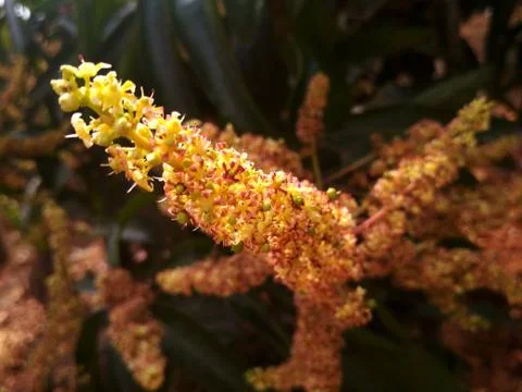 Its indian mango flower.    Its beautiful Stock Photos