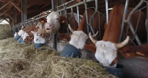 It's lunchtime for cows in a farm Video stock 156175312