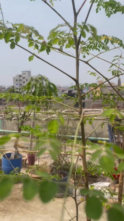 Its other names are Moringa, Horseradish and Ben Oil Tree and Benzolive. Stock Footage 306227954