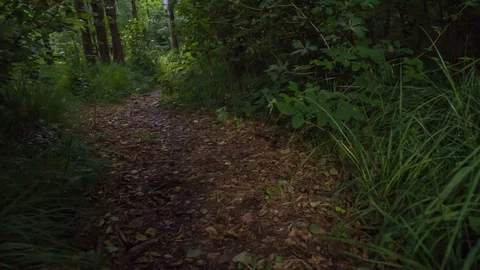 It's quite dark in the forest Stock Footage 112176077