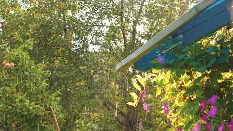 It's raining in the backyard garden Stock Footage 318713595