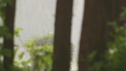It's raining behind the trees Stock Footage 158012386