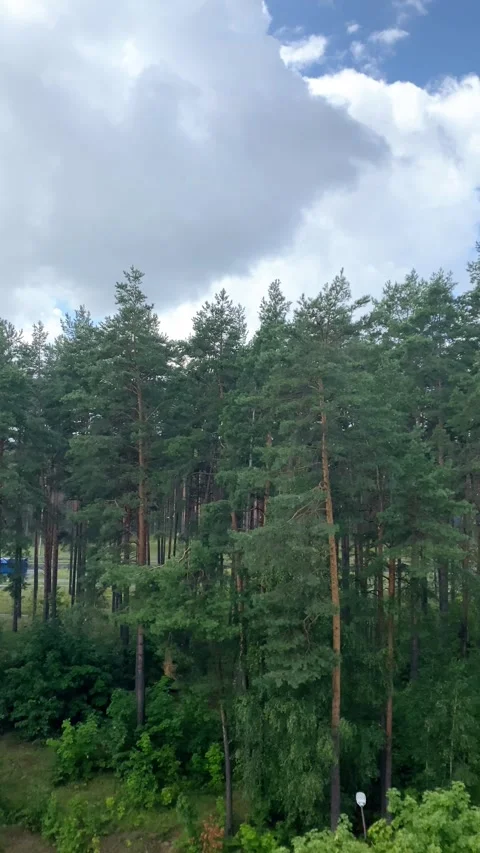 It's raining fine. Vertical video Stock Footage 281343899