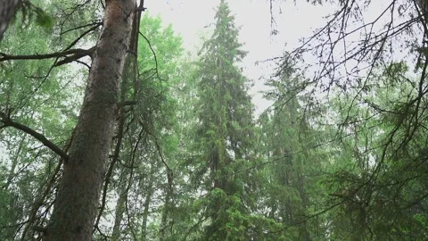 Its raining in the forest, slow motion video 库存影片 328299199