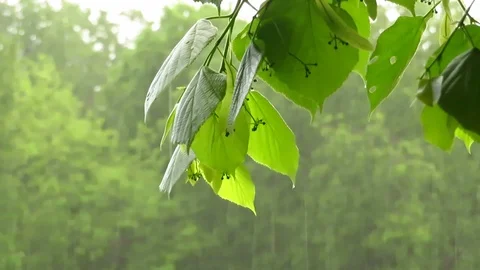 It's raining hard in the Park. Stock Footage 108167266