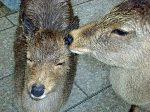 It's raining Stock Photos