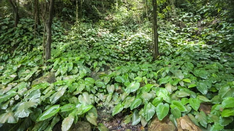 It's raining in the rainforest. High humidity in the jungle. Stock Footage 119640654