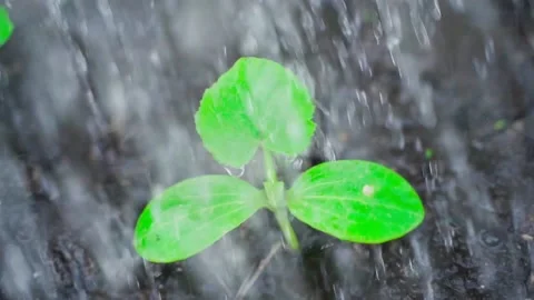 It's raining in slow motion on young zucchini plants Stock Footage 195974953