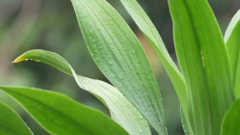 It's raining. Water flows down on the leaves. Stock Footage 255486141
