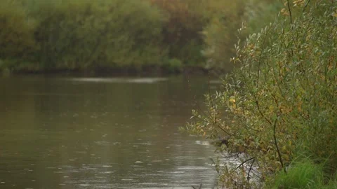 It's raining, water, river, lake, trees along the shore Stock Footage 276967032