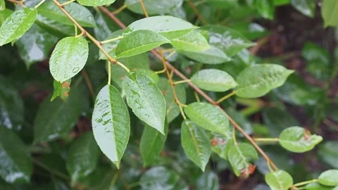 It's raining wet cherry leaves waving with raindrops closeup Stock Footage 136417701