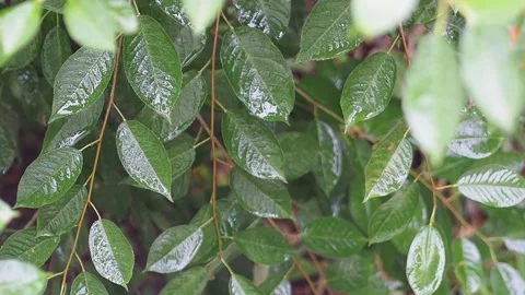 It's raining wet cherry leaves waving with raindrops closeup Stock Footage 136417730