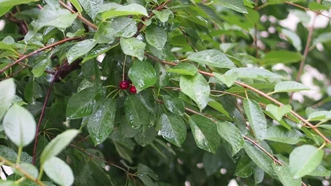 It's raining wet cherry leaves waving with raindrops closeup Stock Footage 136417761