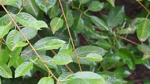 It's raining wet cherry leaves waving with raindrops closeup Stock Footage 136417792