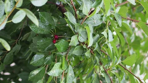 It's raining wet cherry leaves waving with raindrops closeup Stock Footage 136417826