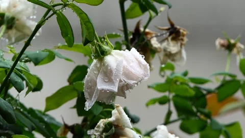 It's raining on the white rose in the garden Stock-Footage 249476008