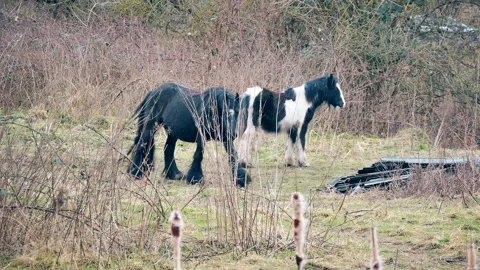 It's raining. Wild horses in a grove. Stock Footage 86813983