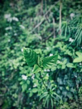 Its single plannt in the forest Stock Photos