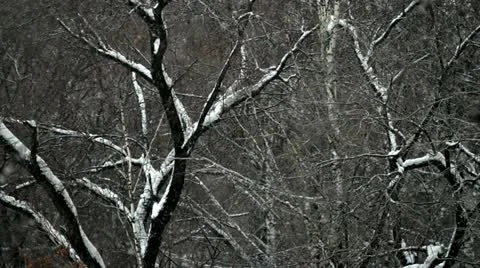 It's snowing 1 Stock Footage 12753908