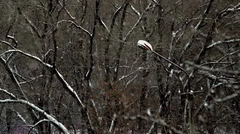 It's snowing 2 Stock Footage 12753909