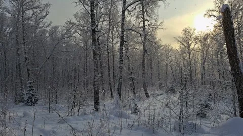 It's snowing in a beautiful snow-covered forest. Stock Footage 323165579