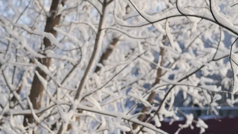 It's snowing. Falling large flakes of snow against the backdrop of branches Video stock 119028362