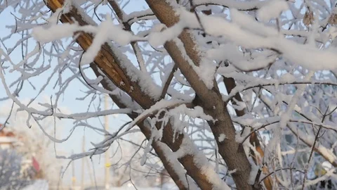 It's snowing. Falling large flakes of snow against the backdrop of branches Vidéo 119031875