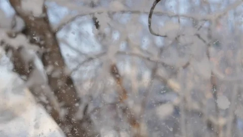 It's snowing. Falling large flakes of snow against the backdrop of branches Video stock 119031927