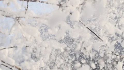 It's snowing. Falling large flakes of snow against the backdrop of branches Vidéo 119032272
