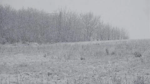 It's snowing Stock Footage 295593132