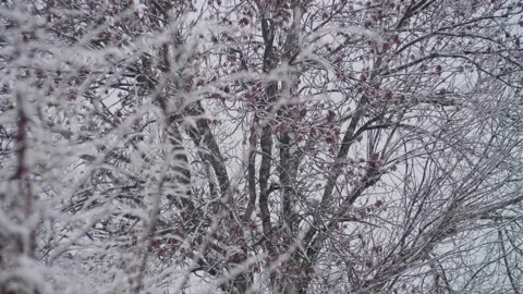 It's snowing Stock Footage 295593133