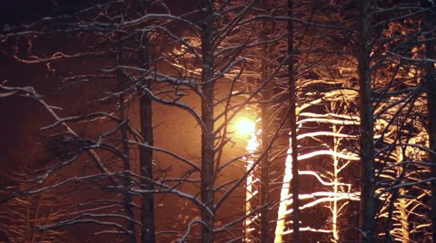 It's snowing in the forest Stock Footage 59556620