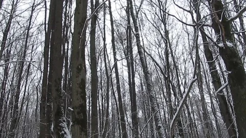 It's snowing in the forest Stock Footage 167806355