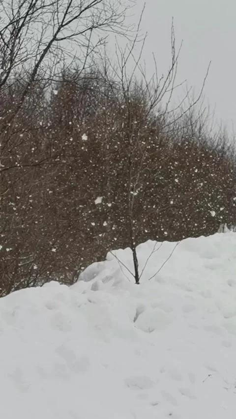 It's snowing in the forest Video stock 265439584