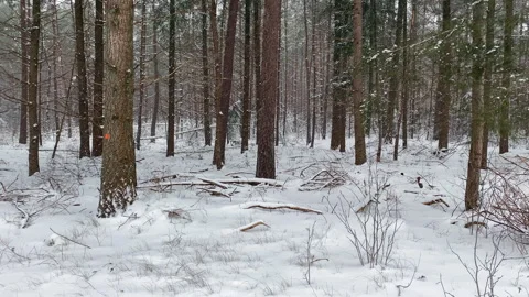 It’s Snowing in a pine forest Stock Footage 217742530