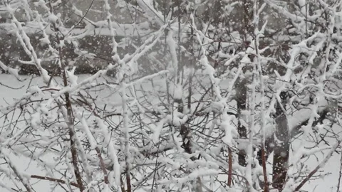 It's snowing, a puddle of snow has formed on a tree, the tree covered with .. 스톡 동영상 237114448
