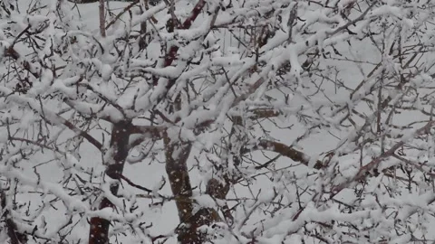 It's snowing, a puddle of snow has formed on a tree, the tree covered with .. Stock Footage 237114775