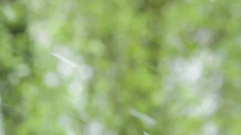 It's snowing in spring Video stock 74628090