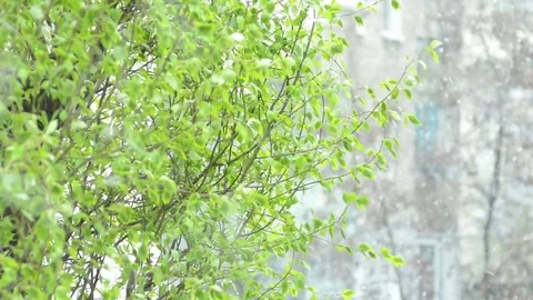 It's snowing in spring Video stock 74628312