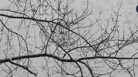 It's snowing on trees, spruce, car, park bench. Winter forest landscape Stockbeeldmateriaal 146142063