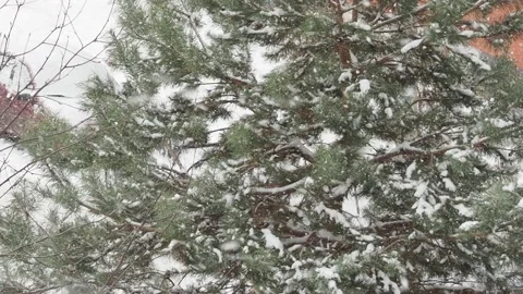 It's snowing on trees, spruce, car, park bench. Winter forest landscape Stock Footage 146142168