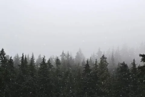 It's snowing in the woods. winter 動画素材 154792160