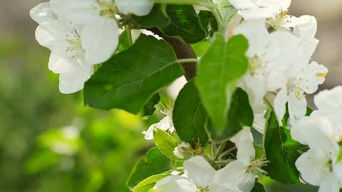 It's spring. The Apple tree blooms. Abstract blurred background-1 Stock Footage 126080429