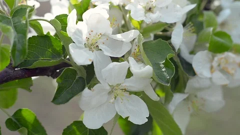 It's spring. The Apple tree blooms. Abstract blurred background-2 Stock Footage 126080539