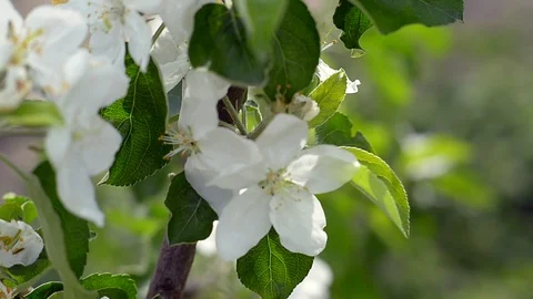 It's spring. Beautiful nature with blooming branches of Apple trees and the m Stock Footage 124591609