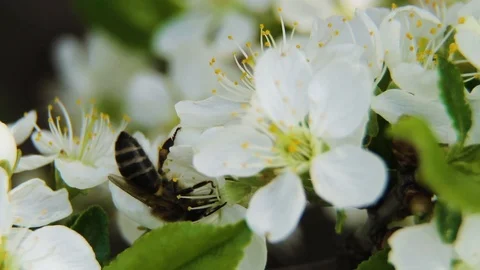 It's spring. Bees feast on the flower market. Stock Footage 91546065